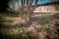 Some Tree trunks grow in a disused railroad track