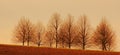 Some trees in autumn at the evening, sky in the background. Royalty Free Stock Photo