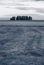 Some trees on the field in Canada. The sun is setting behind the trees on the horizon. Royalty Free Stock Photo