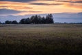 Some trees on the field in Canada. The sun is setting behind the trees on the horizon. Royalty Free Stock Photo