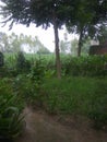 Some trees and greenness in rainy day`s which india