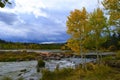 Early autumn at Duck Creek. Birch trees near a stream 2