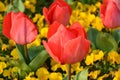 Some red tulips blossoms in sunny afternoon