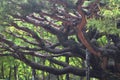 Some twisted branches of an old Japanese pine tree supported by wooden poles