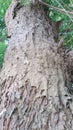 Some types of ants build their homes under the bark of the `neem` tree in the city of Kassala in eastern Sudan, causing the fragil