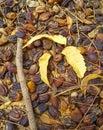 Some types of ants build their homes under the bark of the `neem` tree in the city of Kassala in eastern Sudan, causing the fragil