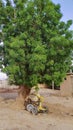 Some types of ants build their homes under the bark of the `neem` tree in the city of Kassala in eastern Sudan, causing the fragil