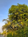 some types of trees on the roadside are so dense