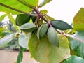 some unique fruit from a tree