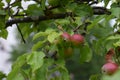 some unripe red apples on the branches