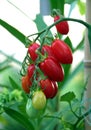 Peeled tomatoes or Italian tomatoes