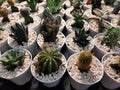 Some variety of mini cactuses planted on the white pot Royalty Free Stock Photo
