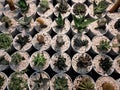 Some variety of mini cactuses planted on the white pot Royalty Free Stock Photo