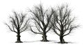 Some various American beech trees in winter with shadow on the floor