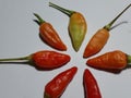 some very fresh cayenne peppers