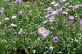 Some violet flowers and buds of Erigeron speciosus