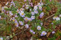 Some violet flowers of Michaelmas daisies Royalty Free Stock Photo