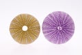 Some violet and green sseashell of sea urchin isolated on white background