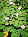 Some waterlilys at Budapest Royalty Free Stock Photo