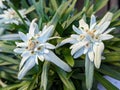 Some white alpine flowers called Edelweiss