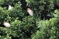 Some white birds sitting on a big green tree