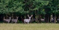 Some majestic white and brown deers in the game reserve, forest in the bacgroung