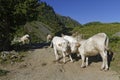 Some white cows on the mountain path