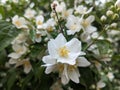 Some White flowers