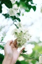 Some White Flowers Bloom With Someone Hand
