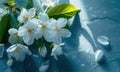 some white flowers on a blue background with some leaves