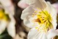 Some white hellebores in the wild