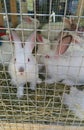 Some white rabbits in the cage