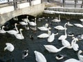 Some white swans and mandarin wood ducks at a river canal