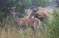 Some White-tailed deer bucks playing in the early morning fog with velvet antlers in summer in Canada Royalty Free Stock Photo