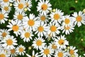 Some white and yellow leucanthemum flowers