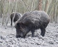 Some wild boars in a forest Royalty Free Stock Photo