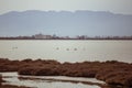 Some wild flamingos resting on a water lake on a brown dusk landscape