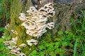 Wild fungus