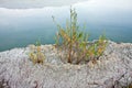 Some willow buds try hard to grow on a rock by the lake.