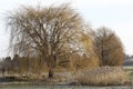 Some willow trees and reed in Lower Austrian Weinviertel