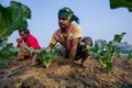 Some workers are clearing the weeds of their broccoli land in winter morning at Savar, Dhaka