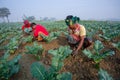 Some workers are clearing the weeds of their broccoli land in winter morning at Savar, Dhaka