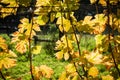 Yellow backlighted vine leaf in vineyard in the autumn