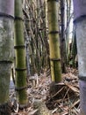 Some yellow bamboo thrive Royalty Free Stock Photo