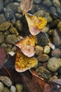 Some yellow dry leaves on the water surface with many stones beneath Royalty Free Stock Photo