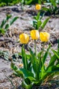 Some yellow flowering tulip bulbs at the edge of a large flower Royalty Free Stock Photo