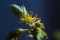 Some yellow flowers of a plant of the type immortelle, succulent Sedum palmeri Royalty Free Stock Photo