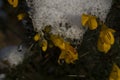 Yellow flowers in the Snow