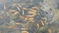 Some yellow golden Koi Carp fishes swimming in a pond