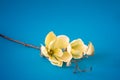 some yellow magnolia flowers on turquoise background Royalty Free Stock Photo